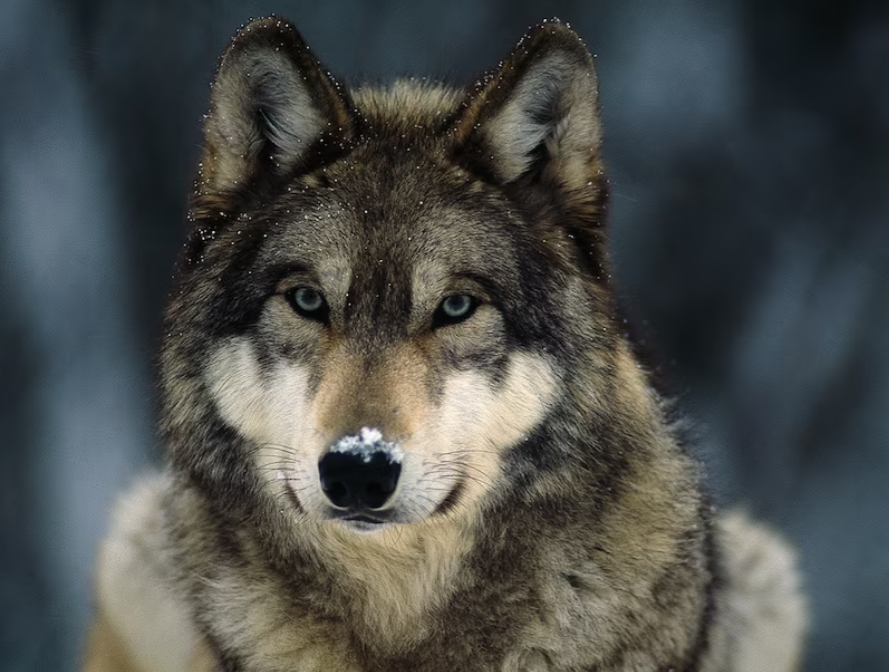 I am Marius 'The GrayWolf' during daylight :)